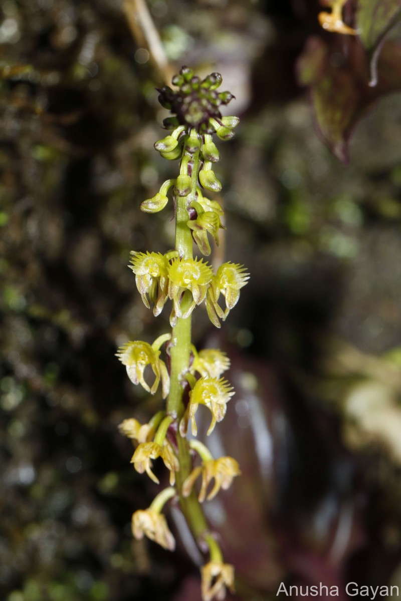 Malaxis densiflora (A.Rich.) Kuntze